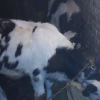 فروشی|حیوانات مزرعه|کوهرنگ, |دیوار