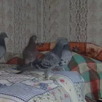 چهار تا نر پرشی|پرنده|کرباسک, |دیوار