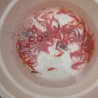 ماهی گلی|ماهی|قم, چهل درخت‎|دیوار