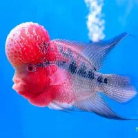 ماهی فلاور  پنکوسی وگلدفیش