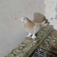 کبوترترکیه