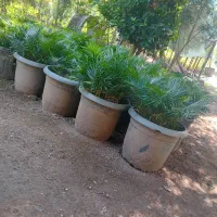 سرایداری