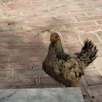 جوجه محلی بالغ|حیوانات مزرعه|قشم, |دیوار