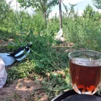 باغ ویلا خانه|فروش خانه و ویلا|خواجه, |دیوار