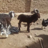 بره و بزغاله شیری|حیوانات مزرعه|تربت‌حیدریه, باغ سلطانی|دیوار