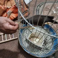 مینا|پرنده|شیراز, کوشک میدان|دیوار