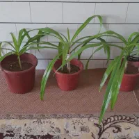 فروش گل|گل و گیاه طبیعی|مبارکه, |دیوار