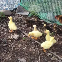 تخم قو غاز سفید|حیوانات مزرعه|رودبنه, |دیوار