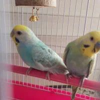 مرغ عشق جفت