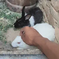 خرگوش فروشی|موش و خرگوش|زابل, |دیوار