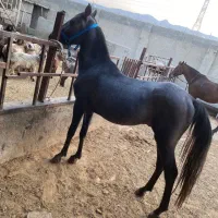 کره نریون ترکی