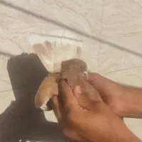 کفتر پرشی و قیمت مناسب