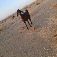 معاوضه بز با میش|حیوانات مزرعه|سیرجان, |دیوار