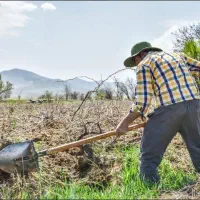 کارگرباغبانی باغ بیل زنی باغچه وعلف زنی شخم زنی