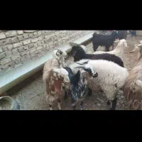 بره زابل وبره شیر|حیوانات مزرعه|زابل, |دیوار