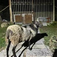 گوسفند رومانوف نر اصیل