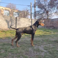 دوبرمن نر نژاد اصیل