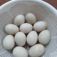 تخم نطفه دار اردک اسرائیلی|حیوانات مزرعه|گمیشان, |دیوار