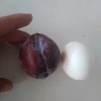 الو مجلسی خوشمزه ملس درشت