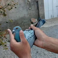 کبوتر موریس دلبر پلاکی مسافتی