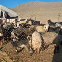 میش و بز|حیوانات مزرعه|پاسارگاد, |دیوار