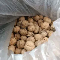 گردو ایرانی درجه یک