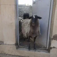 گوسفند فروشی|حیوانات مزرعه|شاهینشهر, مورچه خورت|دیوار