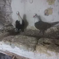 کبوتر رنگی کلاغ کاکلی و ... چناران|پرنده|چناران, |دیوار