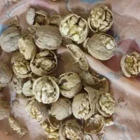 گردو|عمده‌فروشی|قوچان, |دیوار