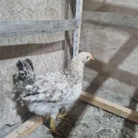 مرغ و خروس