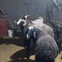 دو عدد قوچ شالی