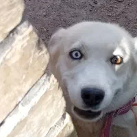 سگ ژرمن هاسکی|سگ|بهمن صغاد, |دیوار