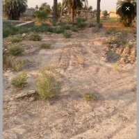 فروش-زمین-در-نخلستان