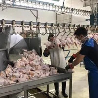 کارگر ساده براری بسته بندی مرغ کشتارگاه