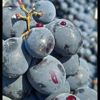 انگور شانی دیم سردشت سیاه انگور کشمش افتابی مویز|خوردنی و آشامیدنی|تهران, میدان میوه و ترهبار مرکزی|دیوار