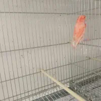 تعدادی قناری برفکی و سرخ سلامت|پرنده|تهران, شارق|دیوار