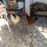 خروس و مرغ دورگ