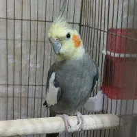 یک جفت عروس هلندی