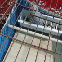 جفت طوطی برزیلی|پرنده|آبادان, |دیوار