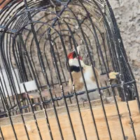 سهره سر سیاه دهن زن