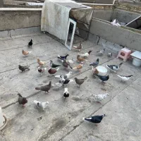 کبوتر فروشی