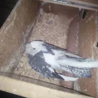 عروس هلندی جفت بالغ ۱ ساله با تخم