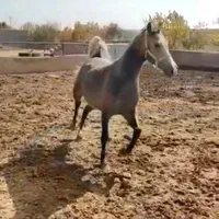 فروش چند راس کره و مادیان درجه یک