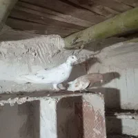 کفتر کبوتر قلدر|پرنده|مهربان, |دیوار