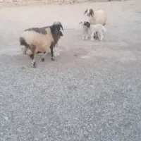 گوسفند وبره|حیوانات مزرعه|کارزان, |دیوار