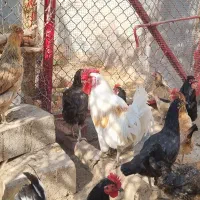 خروس سفید هندی ۴۰ تاج و چند عدد خروس محلی