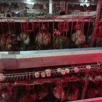 قفس مرغ تخمگذار|لوازم جانبی حیوانات|باشتین, |دیوار