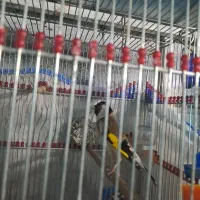 فروش یک عدد پرنده سهره دهن دار پنج دهن سه ساله