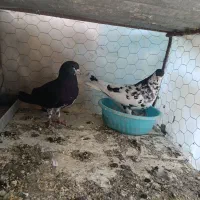 کبوتر شهری گلدار