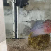 فلاور رد دراگون|ماهی|ری, دیلمان|دیوار